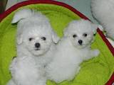 Собаки, щенки Бишон фрисе, цена 6500 Грн., Фото