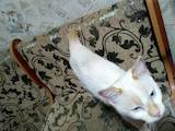 Кішки, кошенята Меконгській бобтейл, Фото