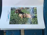 Собаки, щенята Жорсткошерста такса, ціна 5000 Грн., Фото