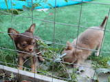 Собаки, щенята Чихуа-хуа, ціна 12500 Грн., Фото