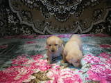 Собаки, щенки Лабрадор ретривер, цена 3900 Грн., Фото