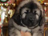 Собаки, щенки Кавказская овчарка, цена 12000 Грн., Фото