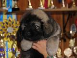 Собаки, щенята Кавказька вівчарка, ціна 12000 Грн., Фото
