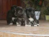 Собаки, щенята Кавказька вівчарка, ціна 4500 Грн., Фото