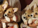 Собаки, щенята Вельш коргі пемброк, ціна 30000 Грн., Фото