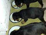Собаки, щенки Доберман, цена 5000 Грн., Фото