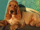 Собаки, щенята Англійський коккер, ціна 16200 Грн., Фото