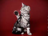 Кішки, кошенята Американська короткошерста, ціна 21000 Грн., Фото