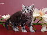 Кішки, кошенята Американська короткошерста, ціна 21000 Грн., Фото