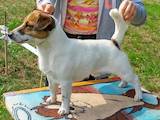 Собаки, щенята Джек Рассел тер'єр, ціна 2500 Грн., Фото