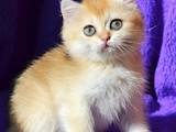 Кошки, котята Британская короткошерстная, цена 26500 Грн., Фото