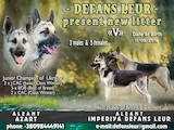 Собаки, щенки Восточно-Европейская овчарка, цена 12000 Грн., Фото