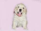 Собаки, щенки Золотистый ретривер, цена 12000 Грн., Фото