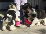 Собаки, щенки Американский акита, цена 10000 Грн., Фото