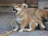 Собаки, щенки Акита-ину, цена 9000 Грн., Фото