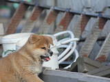 Собаки, щенята Акіта-іну, ціна 9000 Грн., Фото
