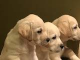 Собаки, щенята Лабрадор ретрівер, ціна 8000 Грн., Фото