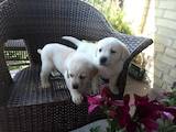 Собаки, щенки Лабрадор ретривер, цена 8000 Грн., Фото