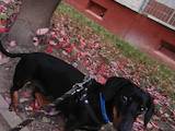Собаки, щенята Гладкошерста мініатюрна такса, ціна 0.10 Грн., Фото