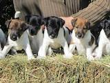 Собаки, щенята Гладкошерста фокстер'єр, ціна 3500 Грн., Фото