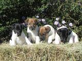 Собаки, щенята Гладкошерста фокстер'єр, ціна 3500 Грн., Фото