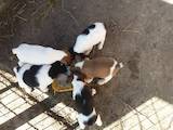 Собаки, щенята Гладкошерста фокстер'єр, ціна 600 Грн., Фото