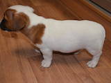 Собаки, щенки Джек Рассел терьер, цена 4000 Грн., Фото