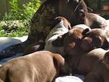 Собаки, щенки Немецкая гладкошерстная легавая, цена 5600 Грн., Фото