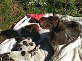 Собаки, щенята Німецька гладкошерста лягава, ціна 5600 Грн., Фото