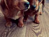 Собаки, щенята Гладкошерста мініатюрна такса, ціна 500 Грн., Фото