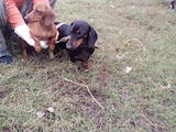 Собаки, щенята Гладкошерста такса, ціна 2500 Грн., Фото