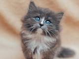 Кішки, кошенята Сибірська, ціна 10000 Грн., Фото