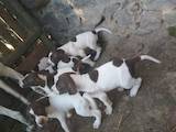 Собаки, щенки Английский пойнтер, цена 1500 Грн., Фото