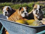 Собаки, щенки Английский бульдог, цена 11000 Грн., Фото