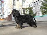 Собаки, щенки Американский коккер, цена 10000 Грн., Фото