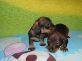 Собаки, щенки Жесткошерстная такса, цена 1500 Грн., Фото