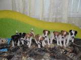 Собаки, щенята Гладкошерста фокстер'єр, ціна 1300 Грн., Фото
