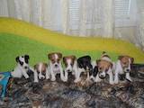Собаки, щенки Гладкошерстный фокстерьер, цена 1300 Грн., Фото