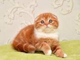 Кошки, котята Шотландская вислоухая, цена 5000 Грн., Фото