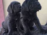 Собаки, щенки Мастино неаполетано, цена 13000 Грн., Фото
