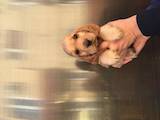 Собаки, щенята Англійський коккер, ціна 1500 Грн., Фото