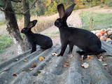 Гризуни Кролики, ціна 450 Грн., Фото