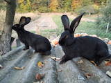 Грызуны Кролики, цена 450 Грн., Фото