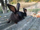 Гризуни Кролики, ціна 450 Грн., Фото