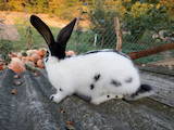Гризуни Кролики, ціна 550 Грн., Фото
