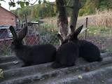 Грызуны Кролики, цена 400 Грн., Фото