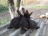 Гризуни Кролики, ціна 400 Грн., Фото