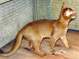 Кішки, кошенята Абіссінська, ціна 10000 Грн., Фото