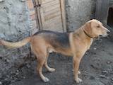 Собаки, щенята Різне, ціна 10000 Грн., Фото