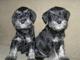 Собаки, щенки Цвергшнауцер, цена 11000 Грн., Фото